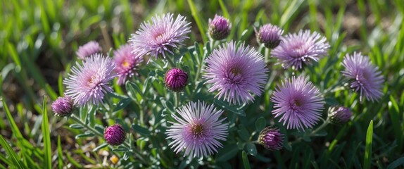 Obraz premium Cluster of purple flowers with spiky petals surrounded by green grass under natural sunlight.