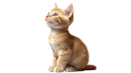 Cute orange kitten gazing upward with curiosity