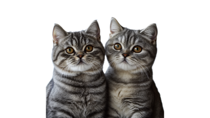 Cute cats cuddling on white