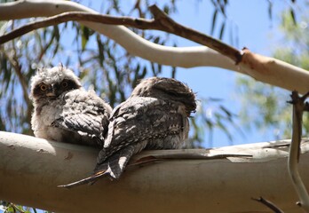 Young Tawny Frogmouth (Podargus strigoides), Narre Warren South, Melbourne, Victoria, Australia.