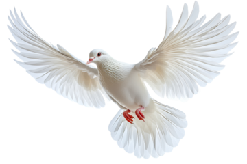 White dove in mid flight with spread wings