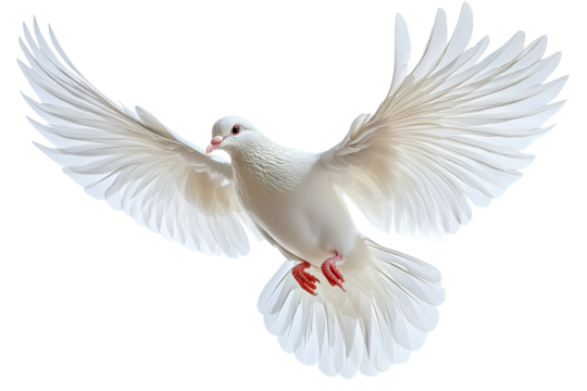 White dove in mid flight with spread wings