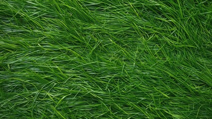 Green grass texture close-up for use in design and background applications