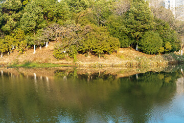 Lush greener around the pond in the park