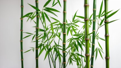 Obraz premium Green bamboo stalks with leaves against a white background showcasing the natural texture and structure of the plant.