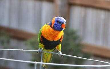 Rainbow Lorikeet (Trichoglossus moluccanus), Cranbourne East, Melbourne, Victoria, Australia.
