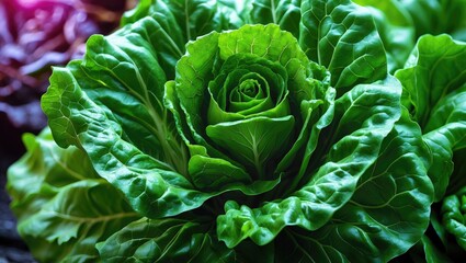 Obraz premium Fresh green lettuce head close-up with detailed leaves and vibrant texture on dark background