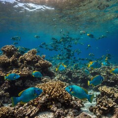 Naklejka premium A school of parrotfish swimming in and out of coral reefs, their vibrant colors shimmering.