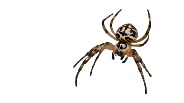 spider web isolated on transparent white background png