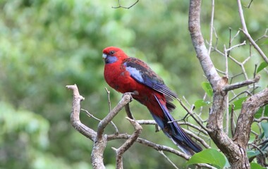 Crimson Rosella (Platycercus elegans), Mount Macedon, Victoria, Australia.