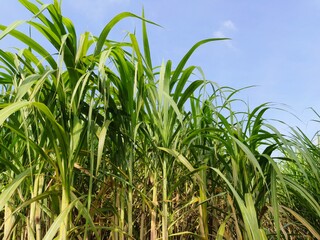 sugarcane field plants growing with blue sky background