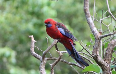 Crimson Rosella (Platycercus elegans), Mount Macedon, Victoria, Australia.
