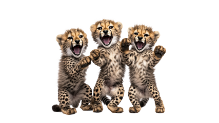 Playful cheetah cubs enjoying time together