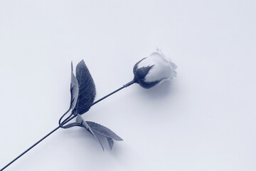 인공 재료로 만든 장미