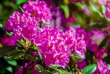 pink rhododendron blooms in the Botanical garden
