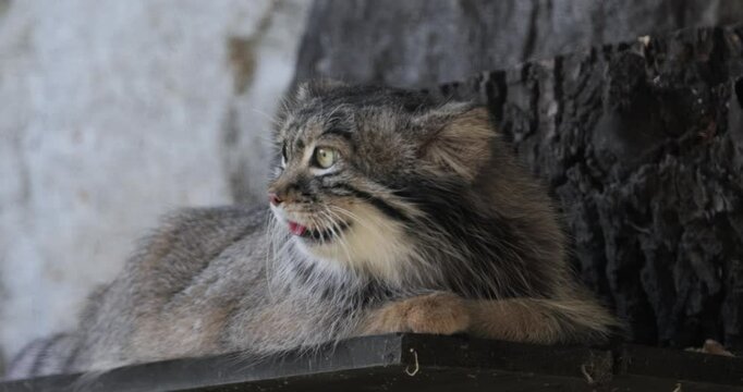 Pallas's cat (Otocolobus manul), also known as the manul, is a small wild cat with long and dense light grey fur, and rounded ears set low on the sides of the head.