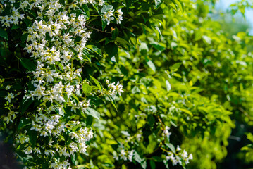 Jasmine blossom branch in the garden in spring
