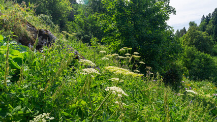 Bright wild flowers in summer on a mountain plateau