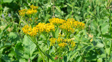 Bright wild flowers in summer on a mountain plateau