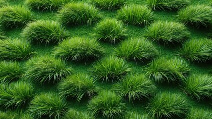 Lush green grass wall with textured clusters providing a natural and vibrant landscape accent for design or nature-themed projects.