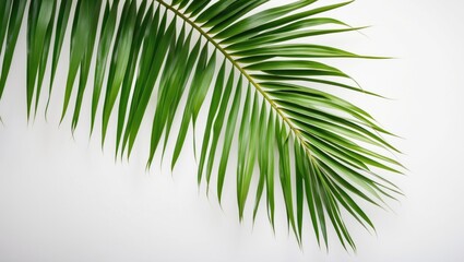Fototapeta premium Lush Green Palm Leaf Isolated on Clean White Background for Tropical and Natural Themed Designs