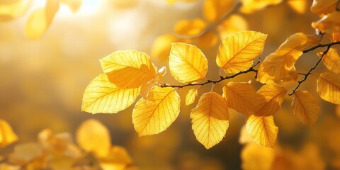 Vibrant yellow autumn leaves glowing warmly in sunlight against a soft blurred backdrop highlighting intricate leaf textures and rich golden hues