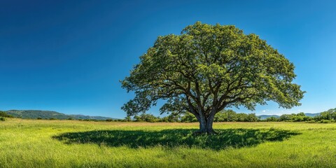 Obraz premium Lush green landscape with a large solitary oak tree under a clear blue sky, casting a round shadow on vibrant grassy field, serene outdoor scenery.