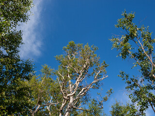Green crowns of birch against the blue sky