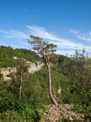 Green pine trees grow on a cliff in the mountains in summer
