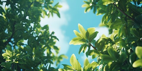 Obraz premium Lush green leaves framing a serene sky in a vibrant scene with bright shades of green and blue showcasing natural beauty and tranquility.