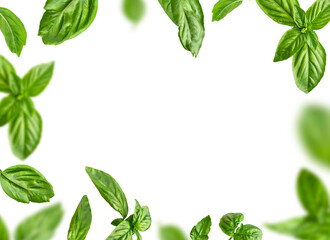 Flying fresh green basil leaves isolated on white background. Cut out contour basil leaves, objects for your packaging design, advertising, mockup. With clipping path 