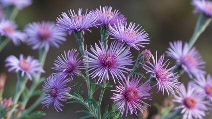Obraz premium purple wildflowers with spiky petals in natural light during spring or summer season
