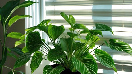 Lush green indoor plant with vibrant leaves casting striped shadows from window blinds in bright natural light.