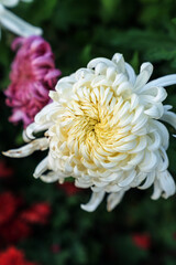 A bouquet of chrysanthemums. Multi-colored bouquet of flowers.