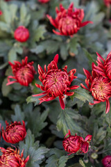 A bouquet of chrysanthemums. Multi-colored bouquet of flowers.