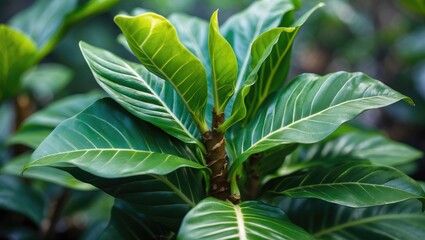 Obraz premium Lush Green Ginger Leaves with Textured Surface and Vibrant Color Capturing the Essence of Tropical Foliage and Natural Beauty