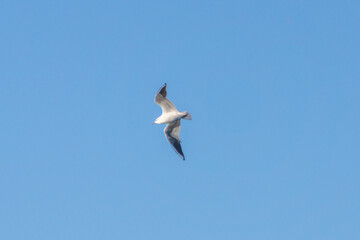 White river gull flies in the sky