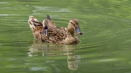 A wild duck (Anas platyrhynchos) swims in the water