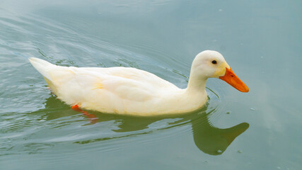 A wild white duck swims in the water