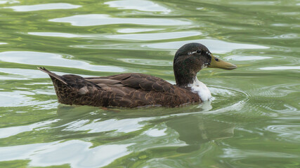 A wild duck (Anas platyrhynchos) swims in the water