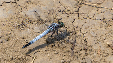 Dragonfly on cracked ground close-up