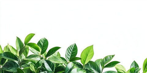 Fototapeta premium Green leafy plants with varying shades of vibrant green arranged at the bottom against a bright white background creating a fresh and natural look.