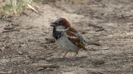 Sparrow sitting on the ground