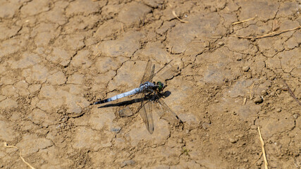 Dragonfly on cracked ground close-up