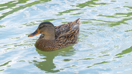 A wild duck (Anas platyrhynchos) swims in the water
