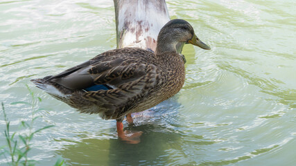 Wild duck on a log in the water