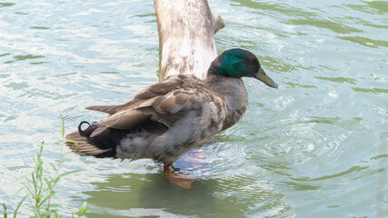 Wild duck on a log in the water