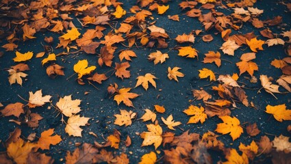 Obraz premium Colorful autumn leaves scattered on dark pavement creating a seasonal landscape scene of nature's beauty and change.