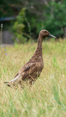 A wild duck (Anas platyrhynchos) in the grass