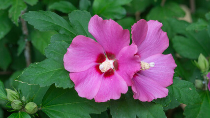 Naklejka premium Purple wildflower close up